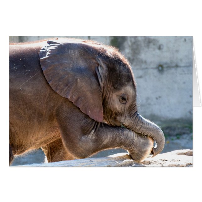 Playing Baby Elephant (Front Horizontal)