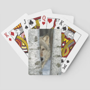 playing cards with pic of gray wolf in birch trees
