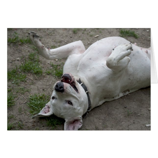 Playing Dogo Argentino (Front Horizontal)