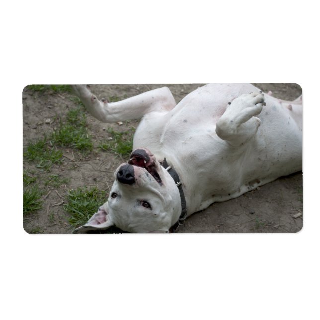 Playing Dogo Argentino (Front)