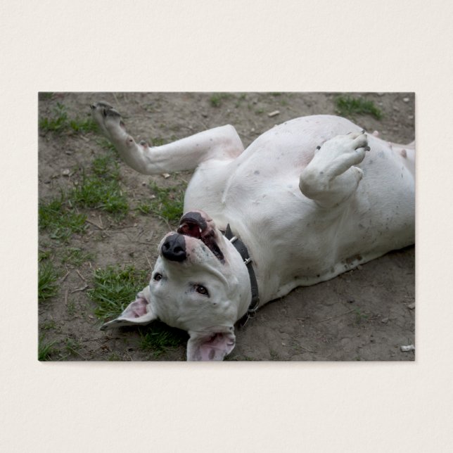 Playing Dogo Argentino (Front)