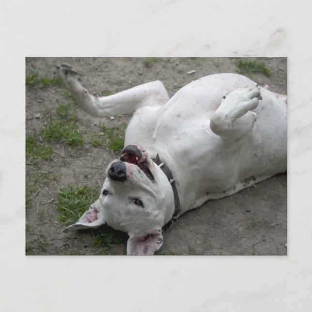 Playing Dogo Argentino Postcard (Front)