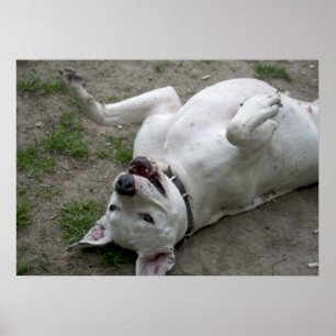 Playing Dogo Argentino Poster