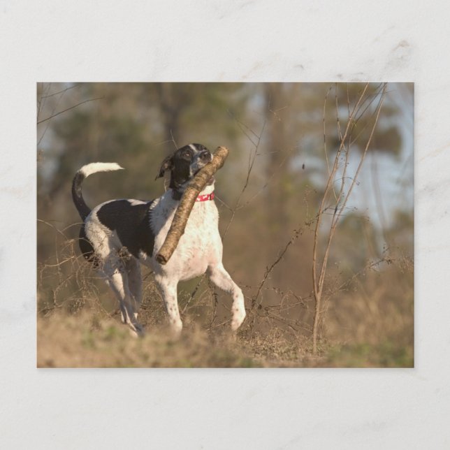 Playing fetch postcard (Front)