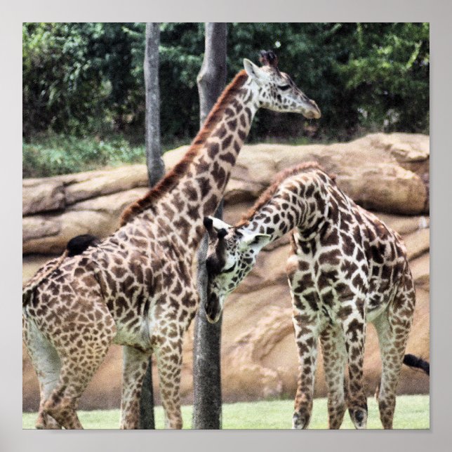 Playing Giraffes Print (Front)
