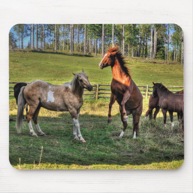 Playing Paint Stallion & Sorrel Mare Equine Photo Mouse Mat (Front)