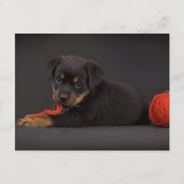 Playing Puppy 5 Postcard (Front)