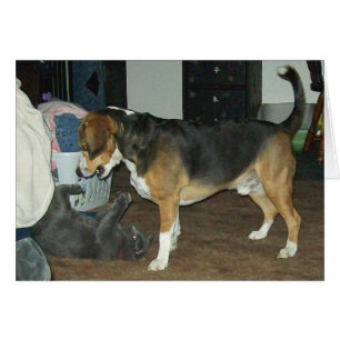 Playtime - Beagle Dog and Russian Blue Cat