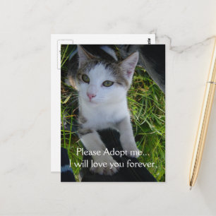 Please adopt me..will love you forever Cat Postcard