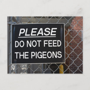 Please Don't Feed the Pigeons New York City NYC Postcard