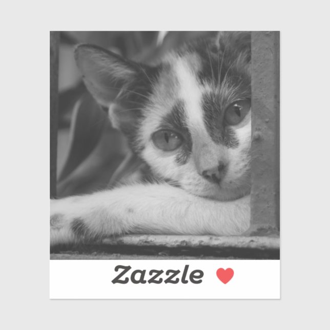 Please Kitty (Sheet)