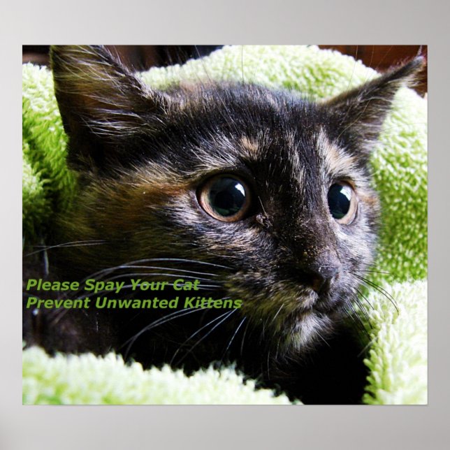 Please Spay Your Cat Poster (Front)