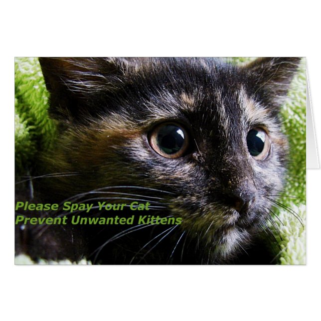 Please Spay Your Cat Prevent Unwanted Kittens (Front Horizontal)