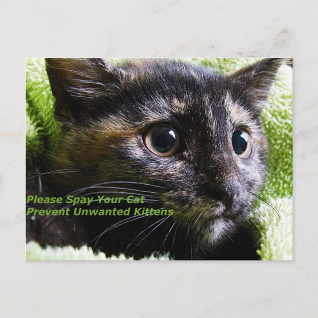 Please Spay Your Cat Prevent Unwanted Kittens Postcard (Front)