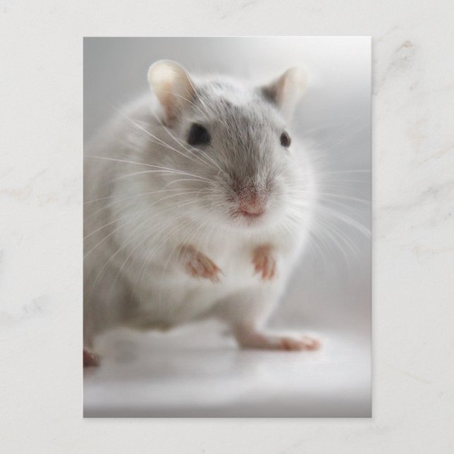 PLEASED TO MEET YOU POSTCARD (Front)