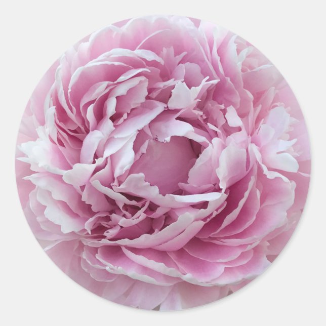 Pleasing Pink Perky Peony  Classic Round Sticker (Front)