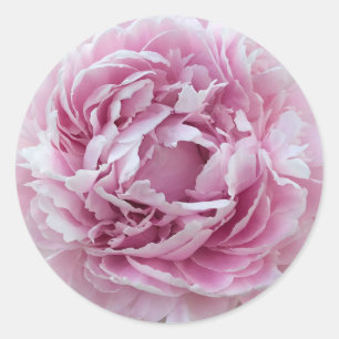 Pleasing Pink Perky Peony Classic Round Sticker