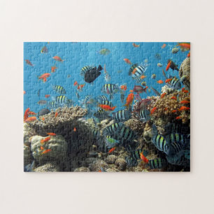 Plenty of Fish and Coral Jigsaw Puzzle