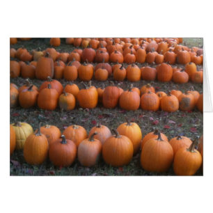 PLENTY OF PUMPKINS THANKSGIVING