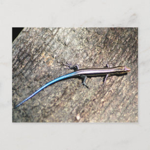 Plestiodon skink postcard