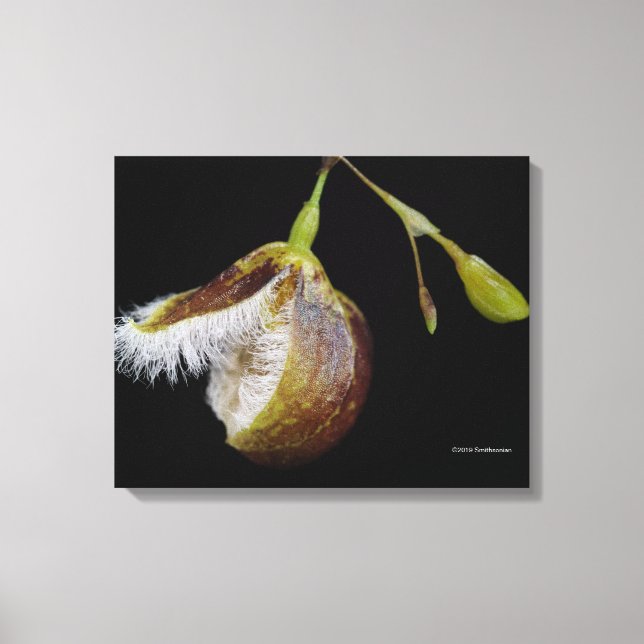 Pleurothallis Cypripedioides Canvas Print (Front)