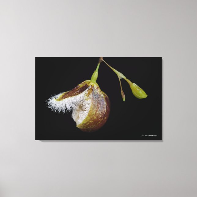 Pleurothallis Cypripedioides Canvas Print (Front)