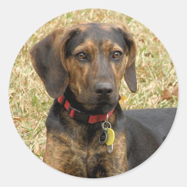 Plott Hound Classic Round Sticker (Front)