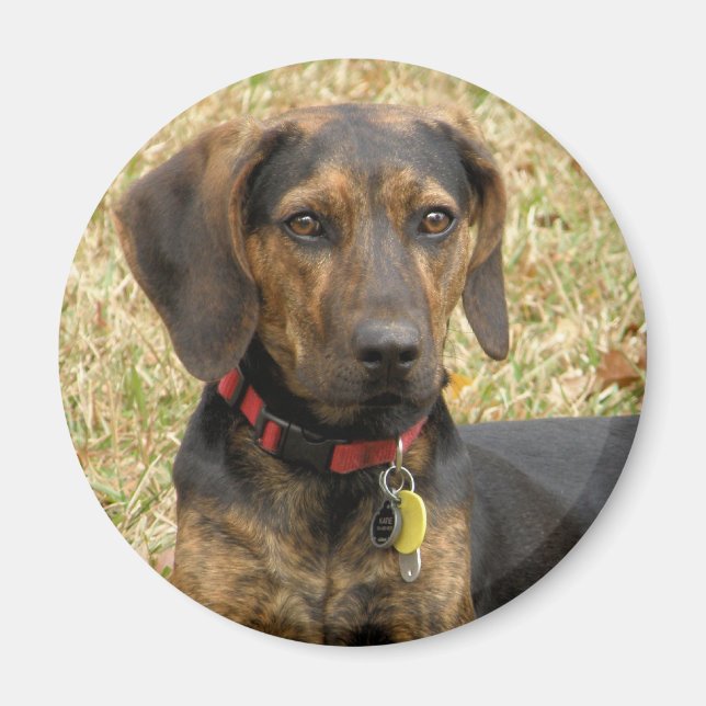 Plott Hound Magnet (Front)