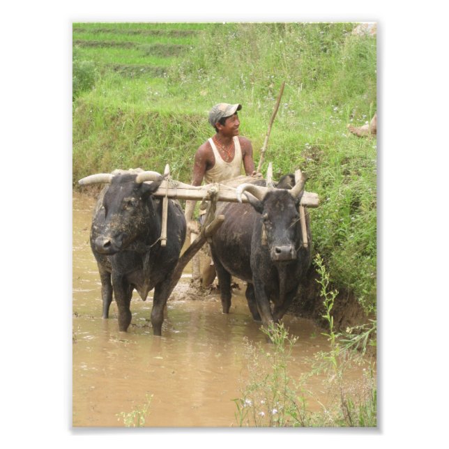 Ploughing Rice Paddies in Pokhara Photo Print (Front)