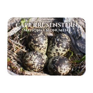 Plover Eggs in Nest, Tundra, Cape Krusenstern, AK Magnet