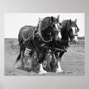 PLOWING the LAND with CLYDESDALE HORSES Poster