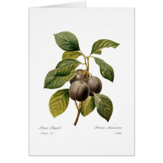 Plum