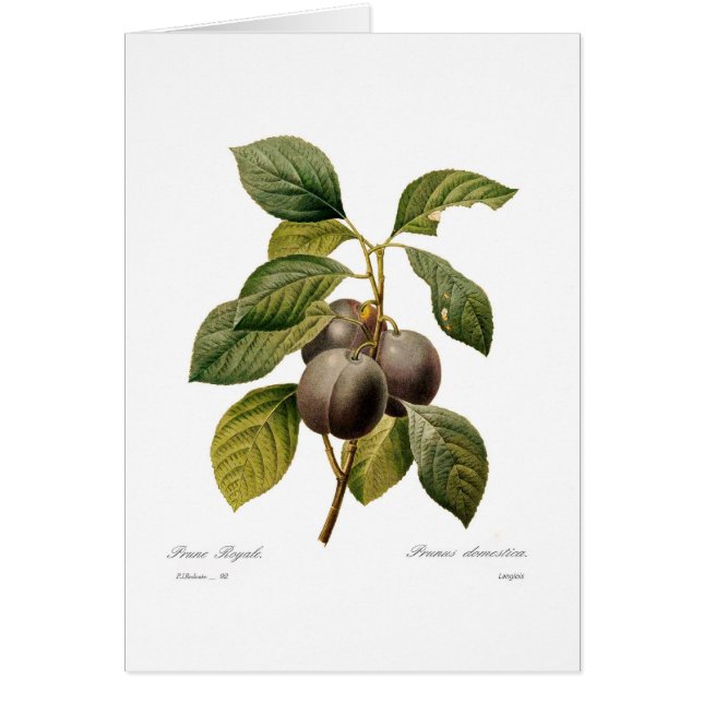 Plum (Front)