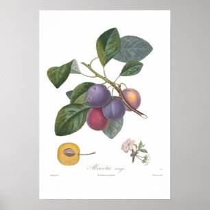 Plum,Abricotee rouge Poster