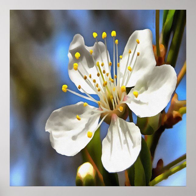 Plum Blossom Botanical Art Poster (Front)