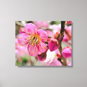 Plum Blossom Close-Up Canvas Print