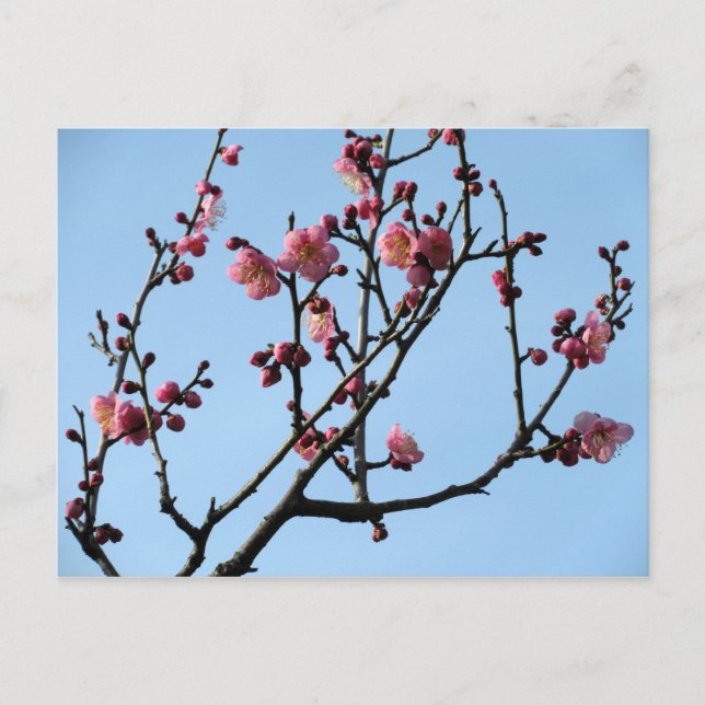 Plum Blossom: Japan Postcard (Front)