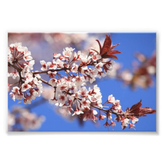 Plum Blossom Photo Print