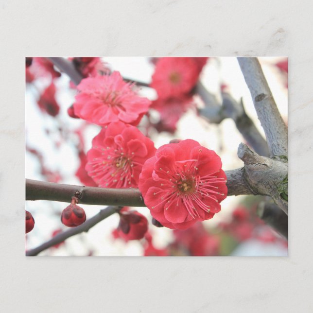 plum blossom spring pink flowers postcard (Front)