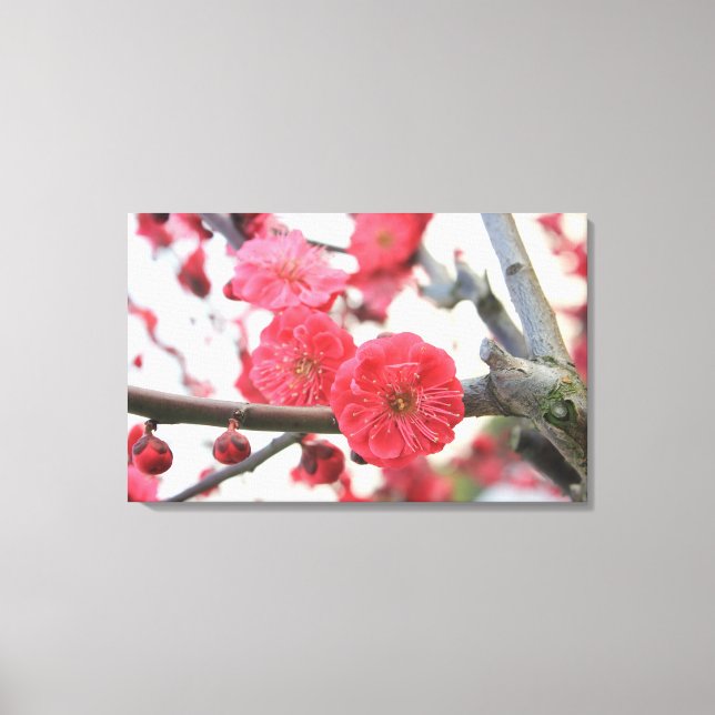 plum blossom spring pink germination canvas print (Front)