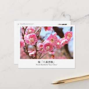 Plum Blossom ‘Yae-tobai’ Postcard