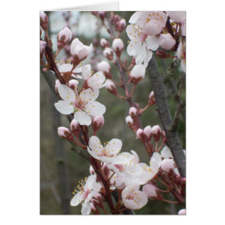 Plum Blossoms
