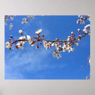 Plum Blossoms, Blue Sky Poster