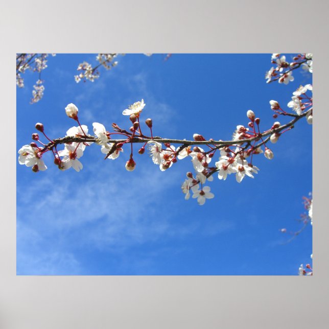 Plum Blossoms, Blue Sky Poster (Front)