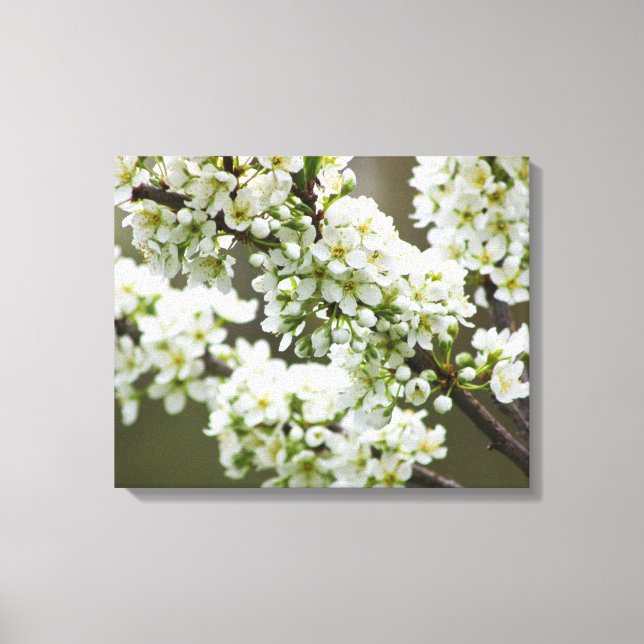 Plum Blossoms Canvas Print (Front)