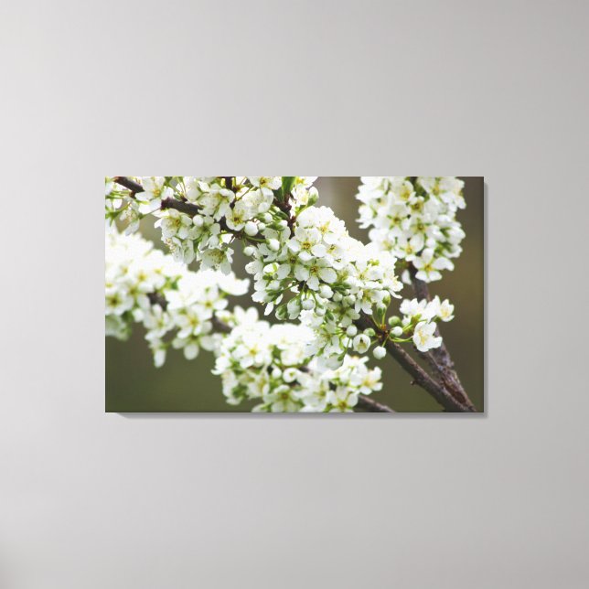 Plum Blossoms Canvas Print (Front)