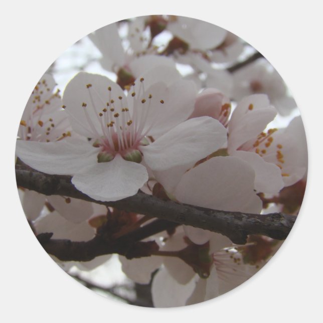 PLUM BLOSSOMS CLASSIC ROUND STICKER (Front)
