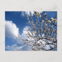 Plum Blossoms: Japan
