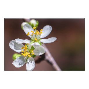 Plum Blossoms Photo Print