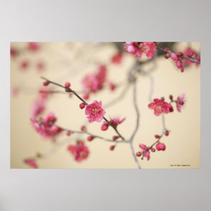 Plum Blossoms Poster